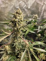 Swaggy's Skunk 1 - Day 44.jpg