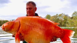 http___cdn.cnn.com_cnnnext_dam_assets_221123105542-fisherman-catches-giant-goldfish-restricted.jpg http___cdn.cnn.com_cnnnext_dam_assets_221123105542-fisherman-catches-giant-goldfish-restricted.jpg