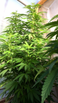 3D31D4BE-7518-4547-9C1D-538D5711BD97.png