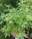 2 RomulanKush628.jpg