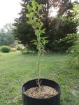 3jellypie singlestalkpheno628.jpg
