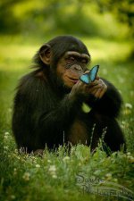 chimpandbfly (2018_04_18 01_24_33 UTC).jpg