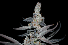 Smackers_feminized_Eso_Seeds_10_weeks_plant 2.2.PNG