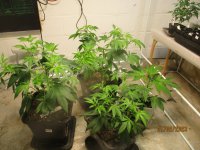 2 6 2023 004 IEBS TC-C's x Herijuana x BC Chry Wst.JPG