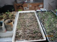 3 20 2023 007 bunching oinons.JPG