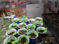 3 20 2023 009 morning glories.JPG