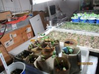 3 20 2023 006 sunflower paper pots.JPG