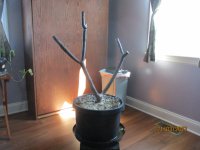 3 21 2023 010 plumeria donar.JPG