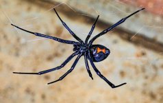 black-widow-spider-in-web-aiken.jpg