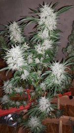 20171113_072051.jpg