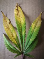 leaf.jpg