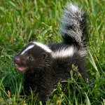 skunk-baby_square.jpg