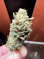 IMG_3518.jpeg
