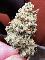 IMG_3539.jpeg
