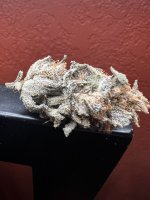 IMG_3543.jpeg