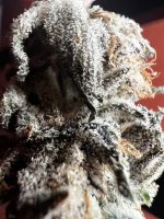 IMG_3557.jpeg