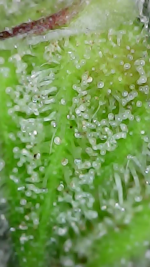 2023_05_15_16_15_01_238.png
