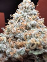 IMG_3644.jpeg