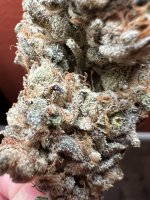 IMG_3660.jpeg