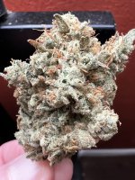 IMG_3687.jpeg