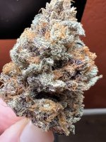 IMG_3700.jpeg