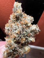IMG_3736.jpeg