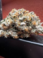 IMG_3727.jpeg