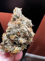 IMG_3731.jpeg
