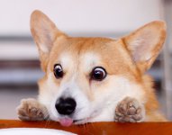 corgioooooh.2.jpg