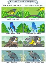 birdypix.jpg