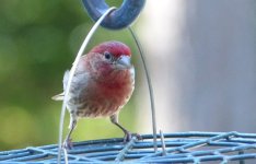 hfinch.jpg