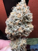 IMG_3990.jpeg