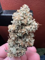 IMG_3981.jpeg