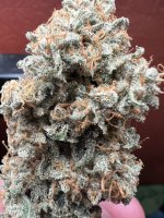 IMG_3979.jpeg