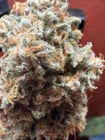 IMG_3973.jpeg