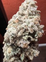 IMG_4076.jpeg