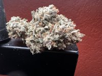 IMG_4120.jpeg