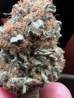 IMG_4355.jpeg