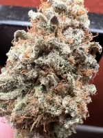 IMG_4335.jpeg