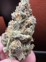 IMG_4411.jpeg