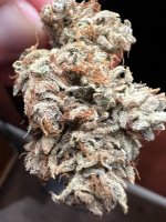 IMG_4456.jpeg