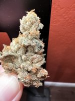 IMG_4458.jpeg