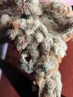 IMG_4481.jpeg
