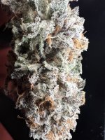 IMG_2138.jpeg