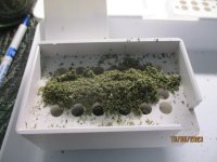 Capsules 007.JPG