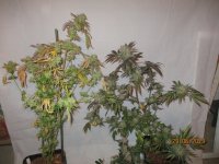 6 29 2023 001Dop patch left side TcC's x herijuana x crywstbc clone right.JPG
