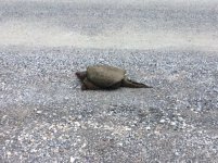 Snapper.jpg