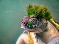 mary-river-turtle-2.jpg