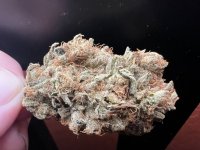 IMG_7441.jpeg