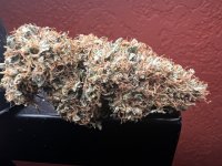 IMG_7478.jpeg